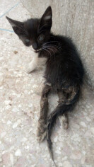 Image justificative de la cagnotte