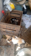 Image justificative de la cagnotte