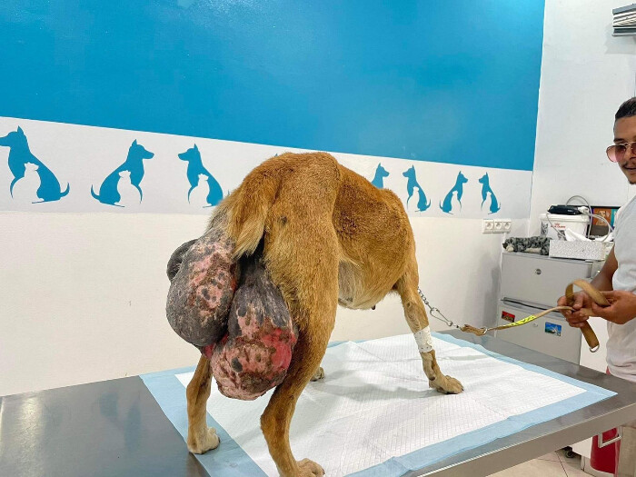 Image justificative de la cagnotte
