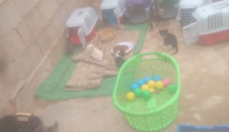 aide nourriture pour la chatterie d’amal