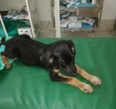 Chiot-El-Hajeb-Grande-Souffrance