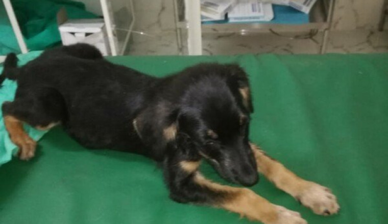 Chiot-El-Hajeb-Grande-Souffrance