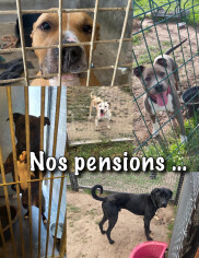 Image justificative de la cagnotte