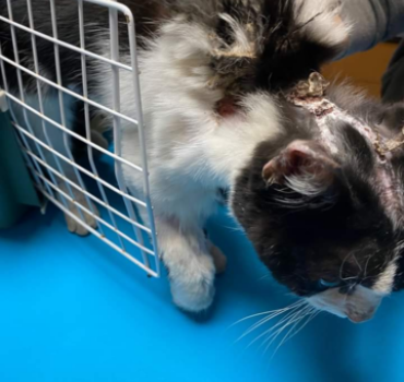 Chat brûlé
