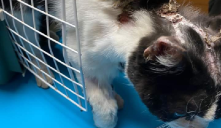 Chat brûlé