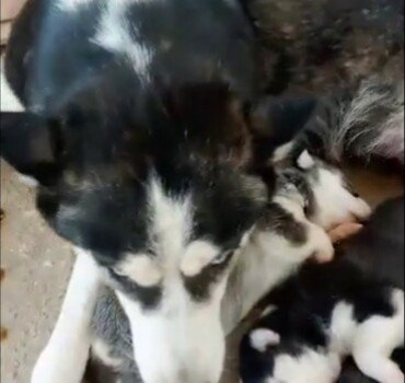 Des croquettes pour les chiens de Mymy Polama