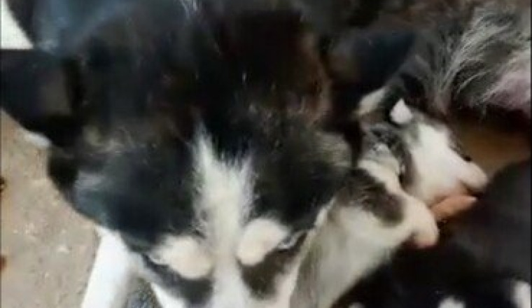 Des croquettes pour les chiens de Mymy Polama