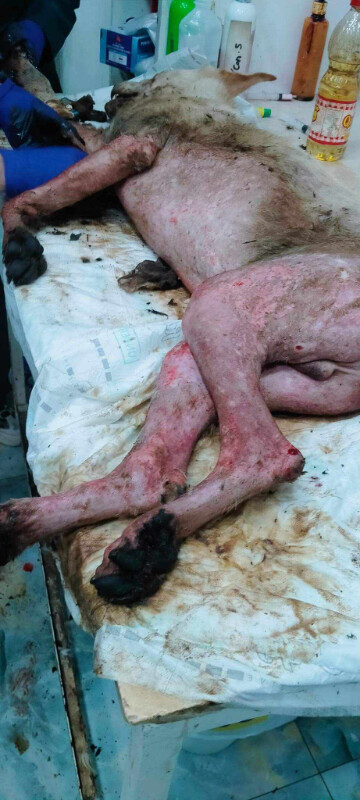 Image justificative de la cagnotte