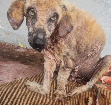 Aidons-Soana-chienne-de-rue