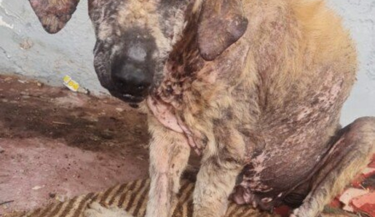 Aidons-Soana-chienne-de-rue