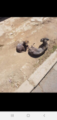Image justificative de la cagnotte
