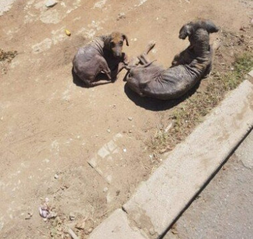 Transport-pour-3-chiens