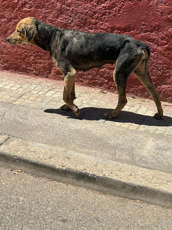 Image justificative de la cagnotte
