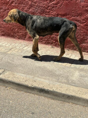 Image justificative de la cagnotte
