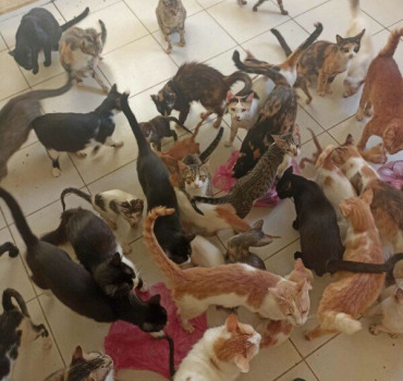 Pour Nizar nourriture, médicaments pour ses chats