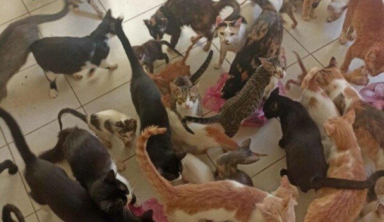 Pour Nizar nourriture, médicaments pour ses chats