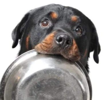 🇫🇷 gamelles pleines 🇮🇪 crocchette 🇬🇧 kibbles