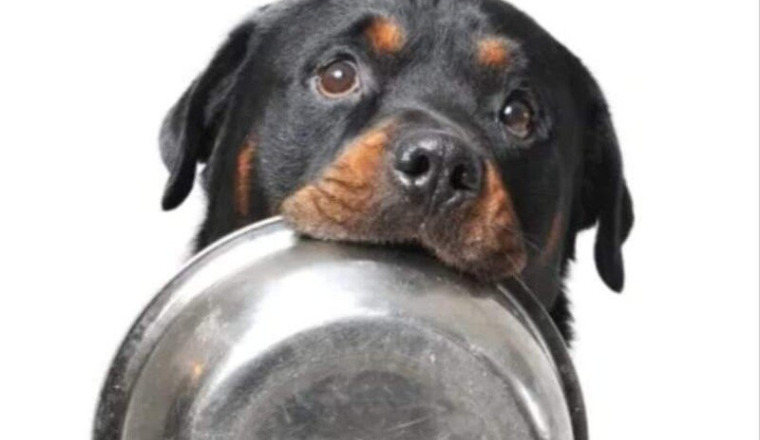 🇫🇷 gamelles pleines 🇮🇪 crocchette 🇬🇧 kibbles