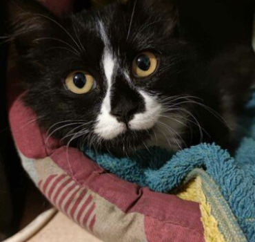 Sauvetage Chaton