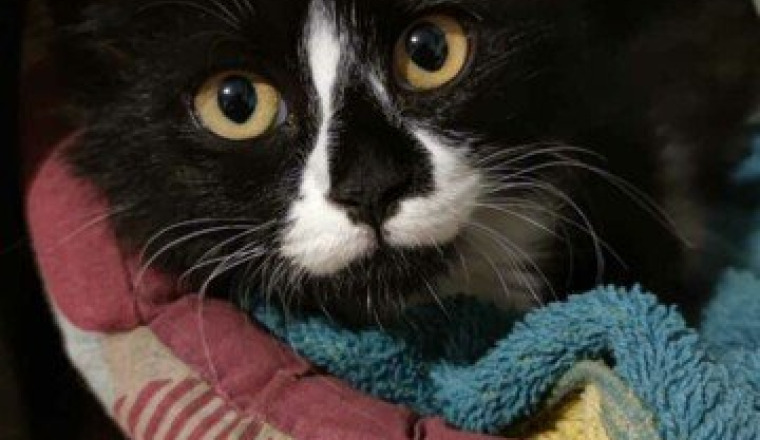 Sauvetage Chaton