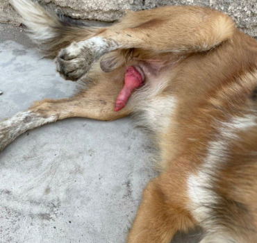 Dog who needs chemotherapy