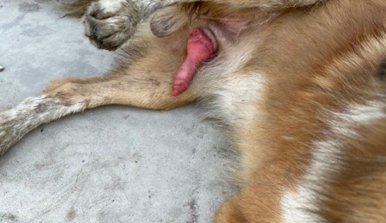Dog who needs chemotherapy