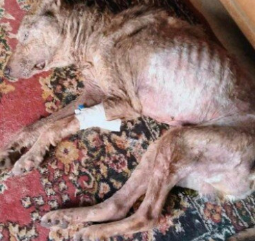 For-undernourished-dog