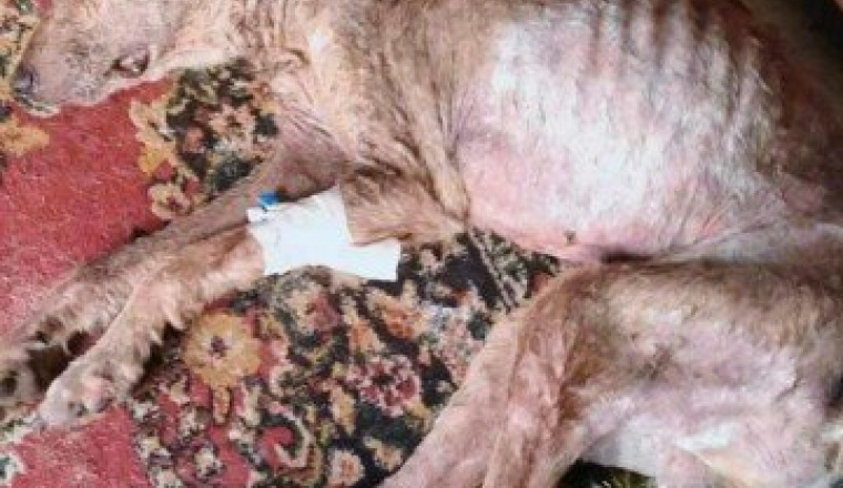 For-undernourished-dog