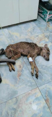 Image justificative de la cagnotte