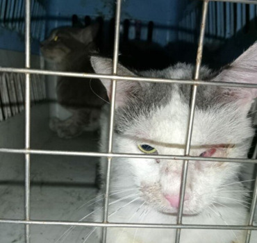 For cats found sick in a house