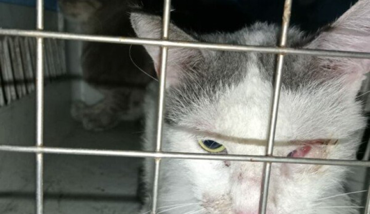 For cats found sick in a house