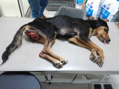 Image justificative de la cagnotte