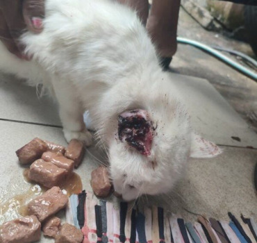 Pour soigner le cancer de l'oreille de ce chat !