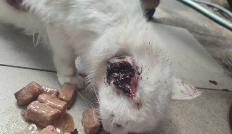 Pour soigner le cancer de l'oreille de ce chat !