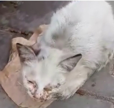Pour les animaux de Rayan à Rabat