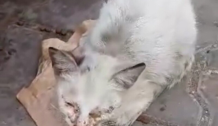 Pour les animaux de Rayan à Rabat