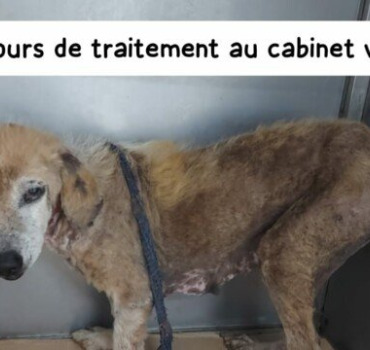 Deuxième facture chienne Soana