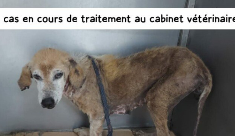 Deuxième facture chienne Soana