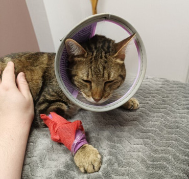 Une seconde chance pour Kiwi