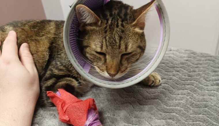 Une seconde chance pour Kiwi
