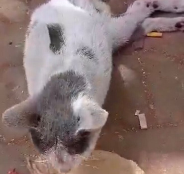 aide pour minou