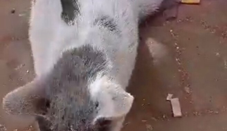 aide pour minou