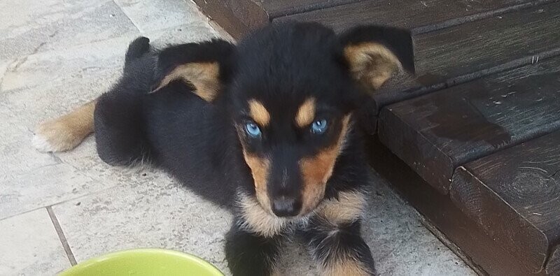 SAPHIR, 2 mois, a un besoin urgent de vous !