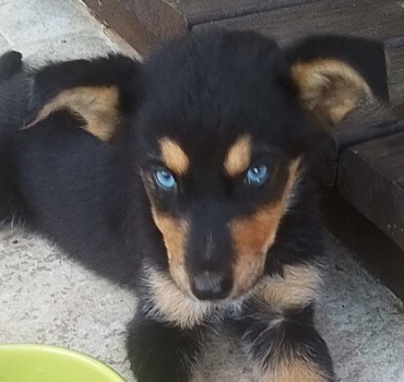 SAPHIR, 2 mois, a un besoin urgent de vous !