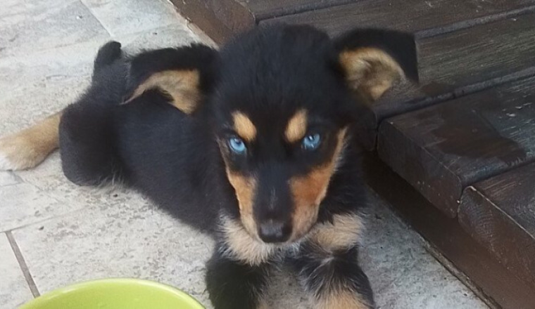 SAPHIR, 2 mois, a un besoin urgent de vous !