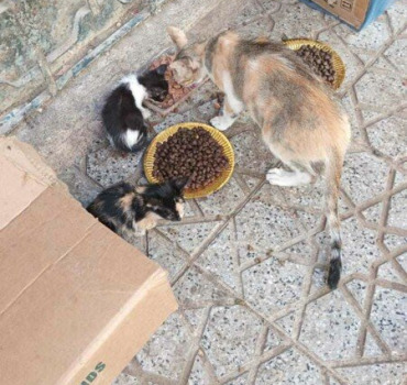 Pour les animaux de Fès