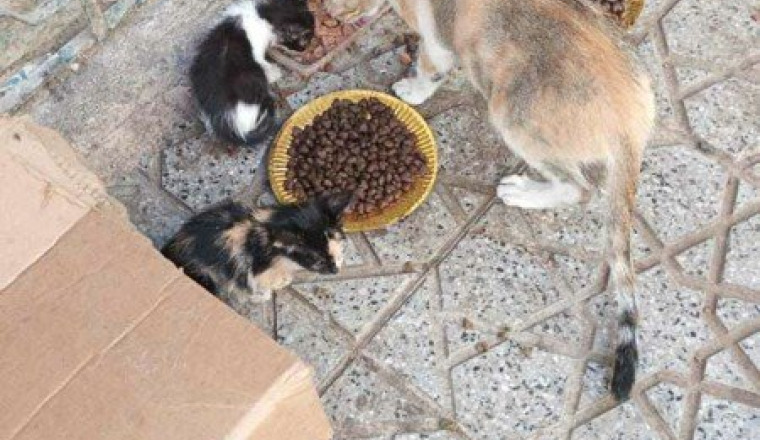 Pour les animaux de Fès