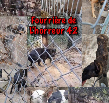 Sauvetage de la fourriere de l’horreur 42