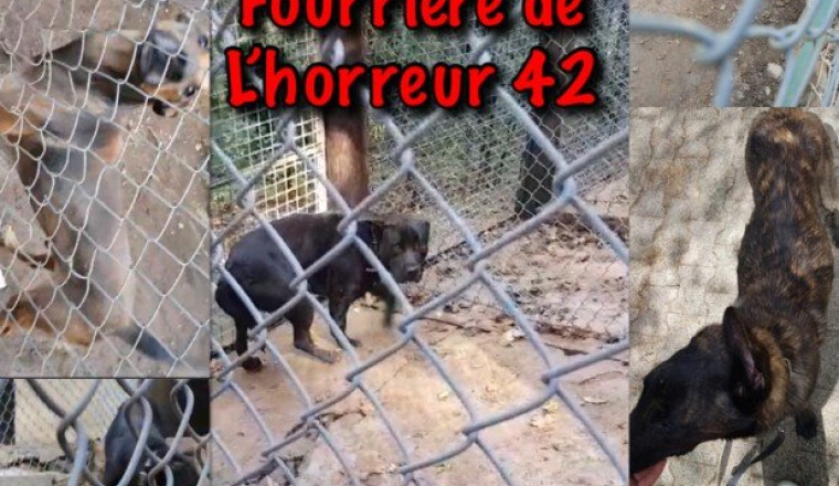 Sauvetage de la fourriere de l’horreur 42