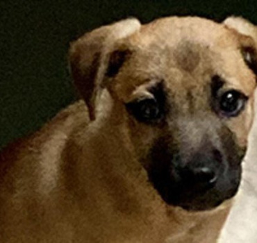HOSPITALISATION CHIOT PARVO